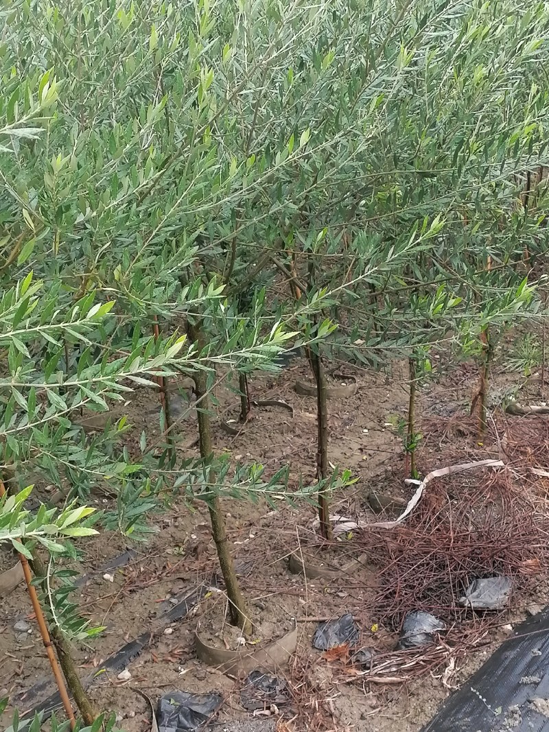 油橄榄树苗