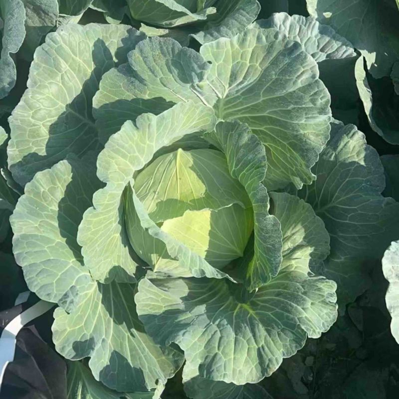【推荐】湖北京丰一号甘蓝产地直发大量有货可看货欢迎