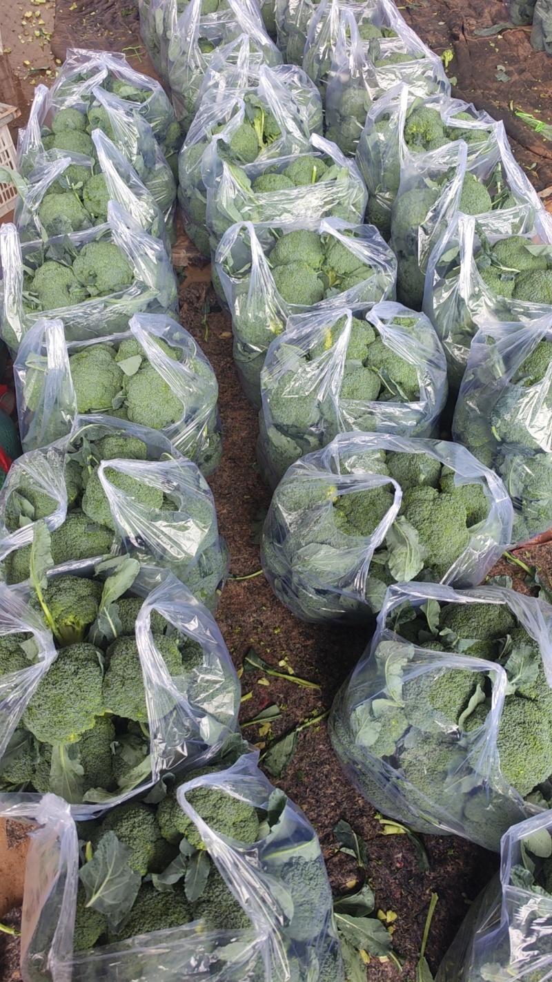 河北精品西蓝花大量上市一手货源规格齐全可对接全国欢迎来电