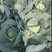 【推荐】湖北京丰一号甘蓝产地直发大量有货可看货欢迎