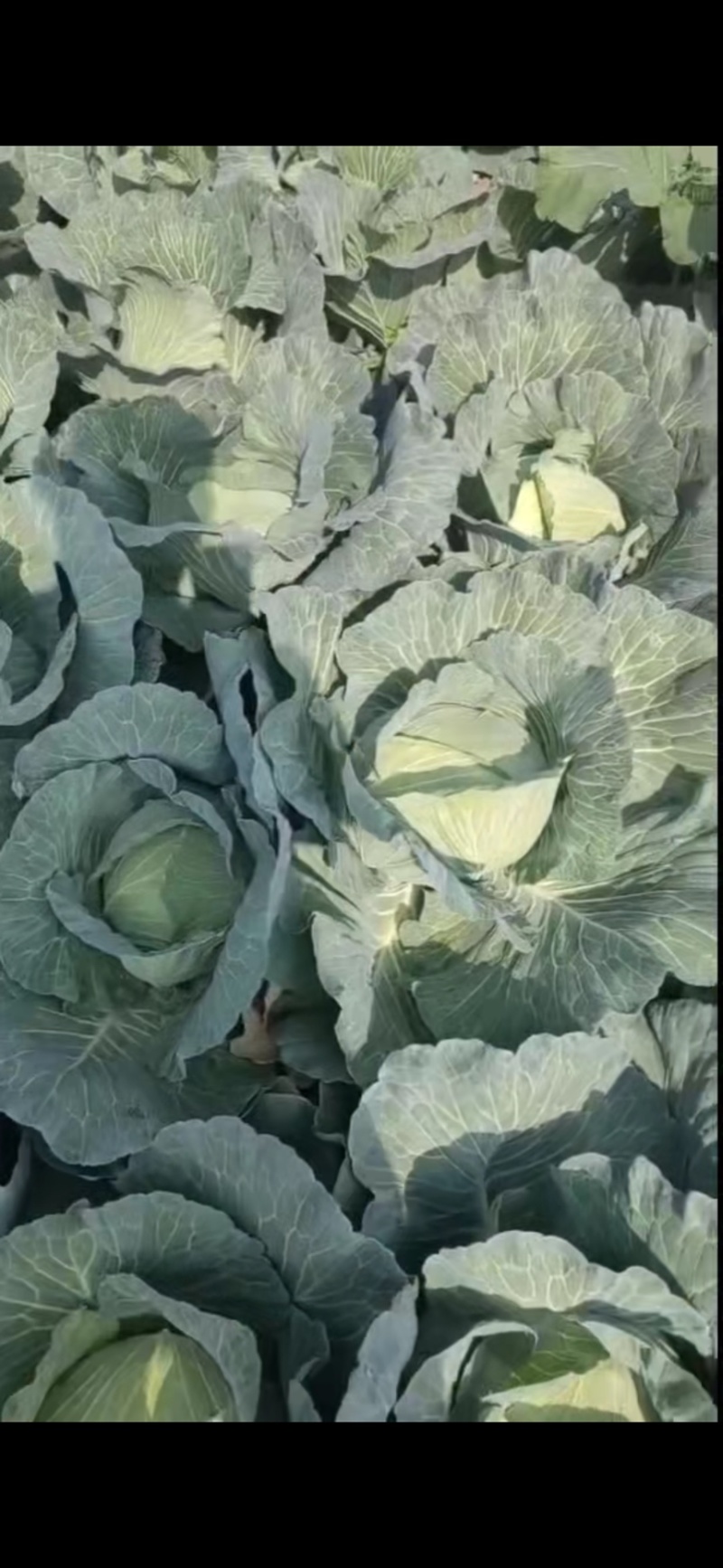 【推荐】湖北京丰一号甘蓝产地直发大量有货可看货欢迎