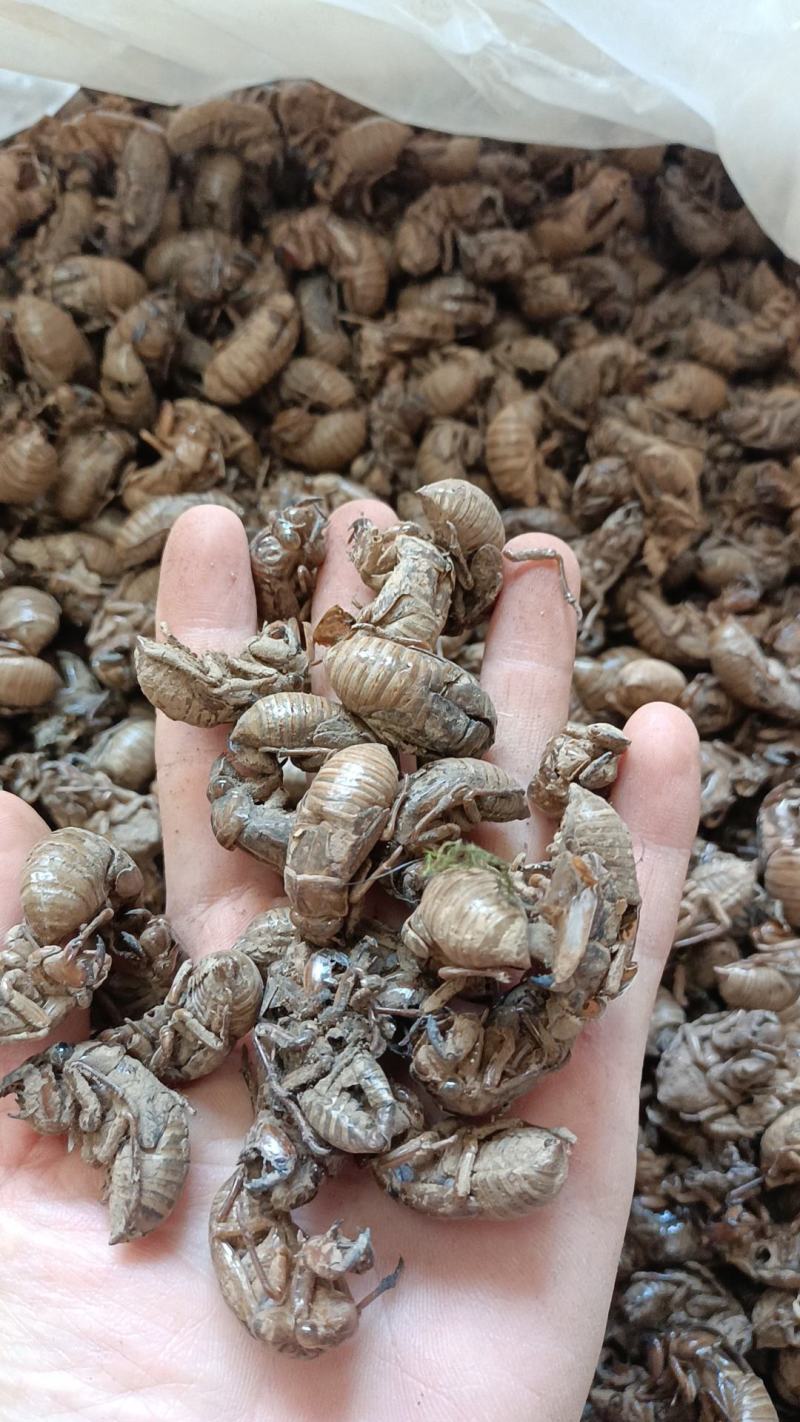 蝉蜕产地直发货源充足正宗品质欢迎电话咨询