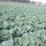 【推荐】湖北京丰一号甘蓝产地直发大量有货可看货欢迎