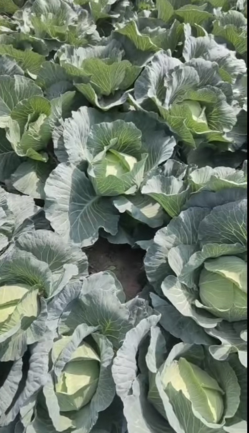 【推荐】湖北京丰一号甘蓝产地直发大量有货可看货欢迎
