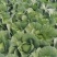 【推荐】湖北京丰一号甘蓝产地直发大量有货可看货欢迎