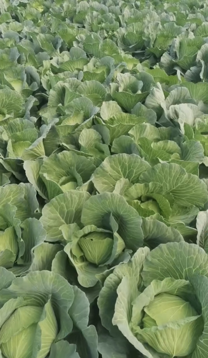 【推荐】湖北京丰一号甘蓝产地直发大量有货可看货欢迎
