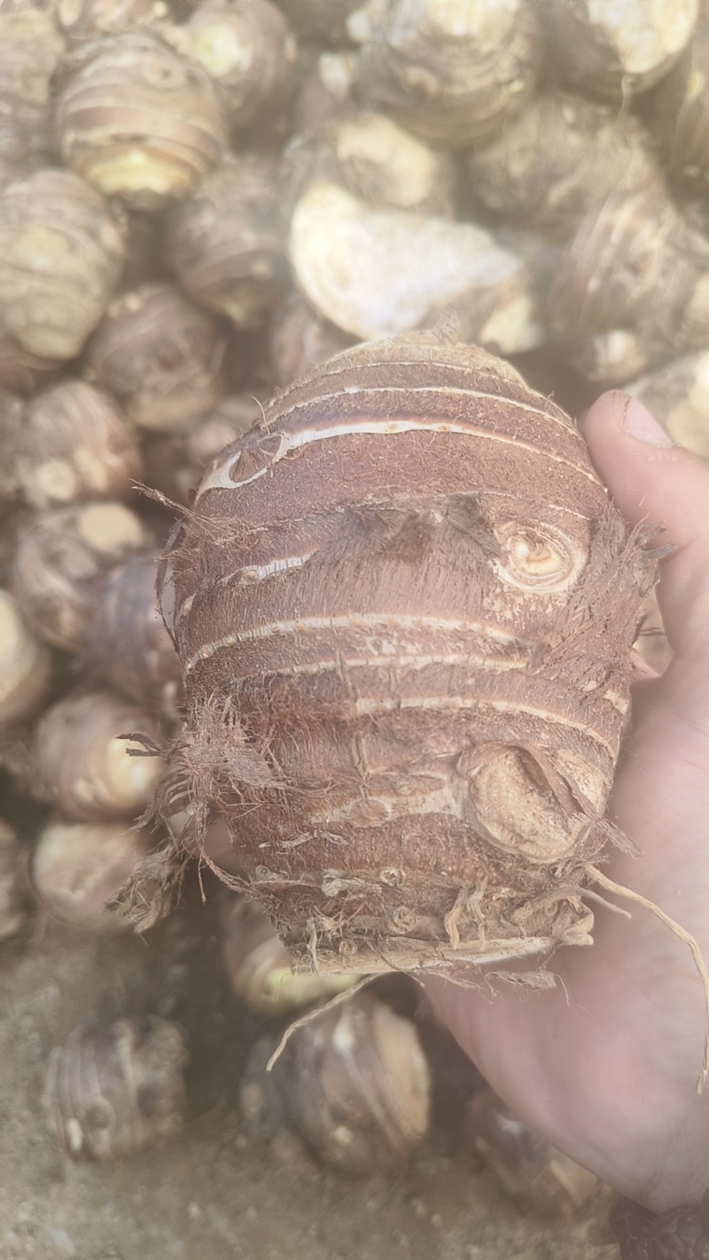 精品芋头母，软糯香甜，按需包装，欢迎咨询