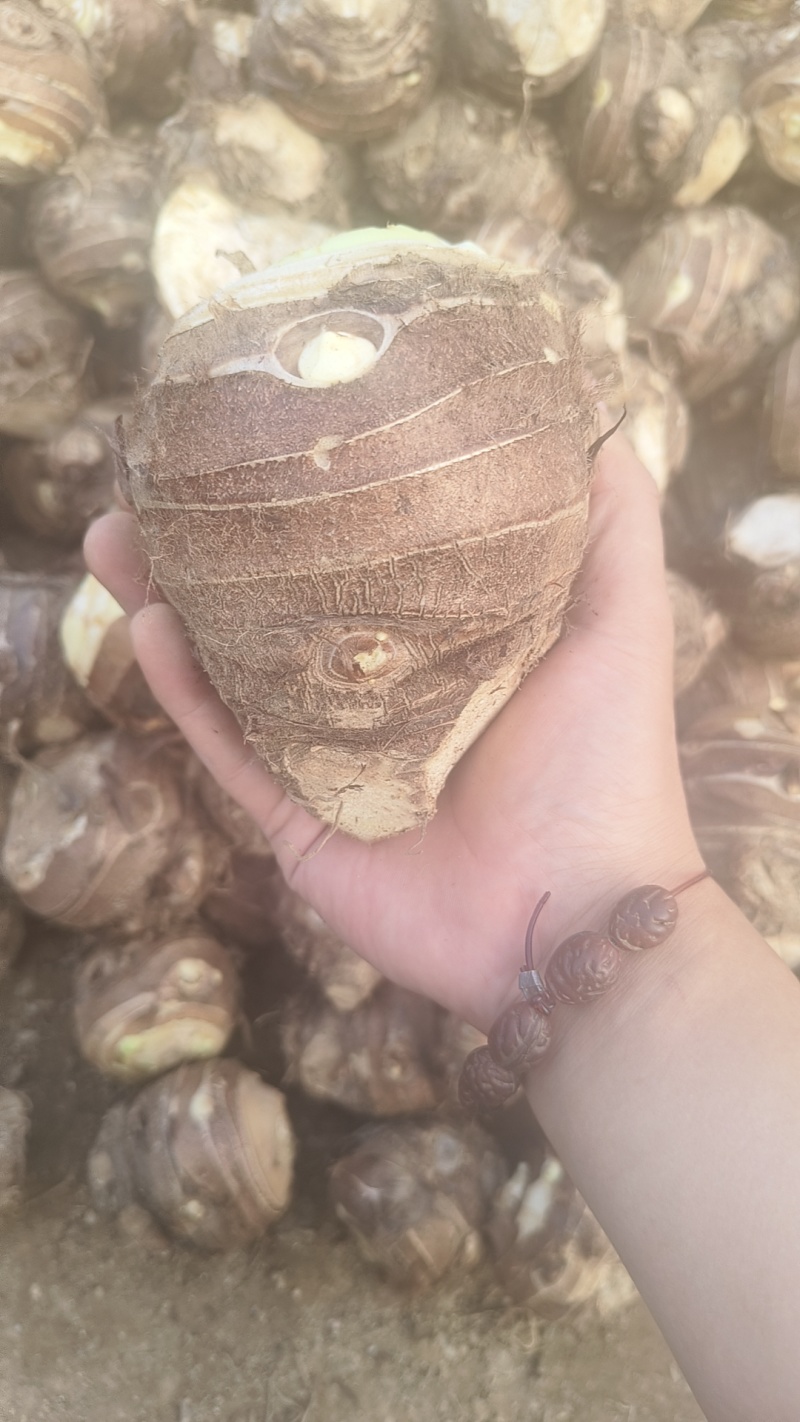精品芋头母，软糯香甜，按需包装，欢迎咨询