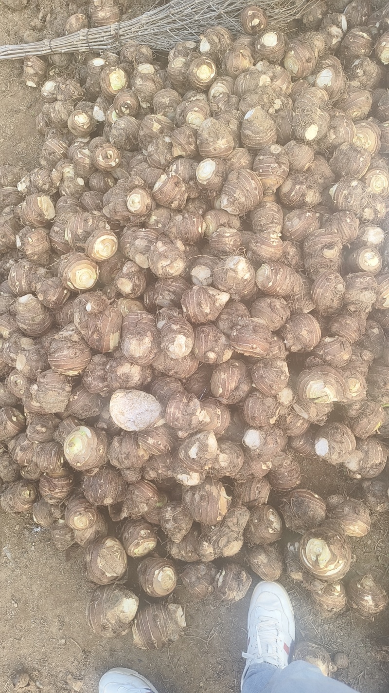 精品芋头母，软糯香甜，按需包装，欢迎咨询