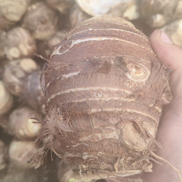 精品芋头母，软糯香甜，按需包装，欢迎咨询