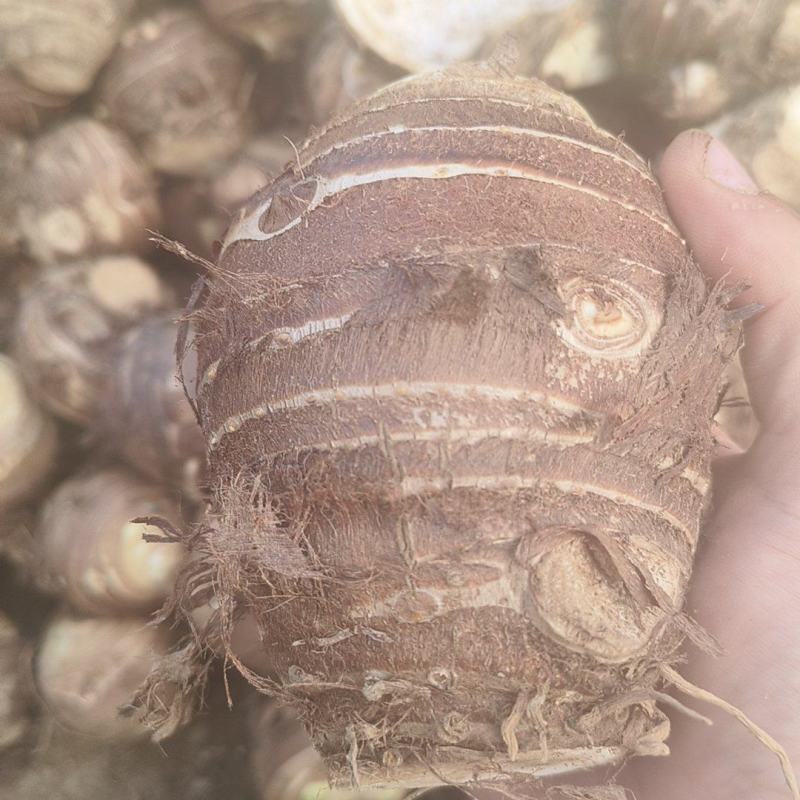 精品芋头母，软糯香甜，按需包装，欢迎咨询