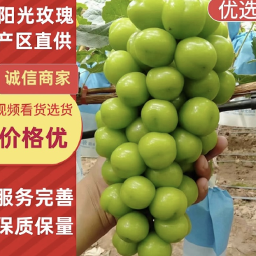 运城阳光玫瑰量大从优诚信经营