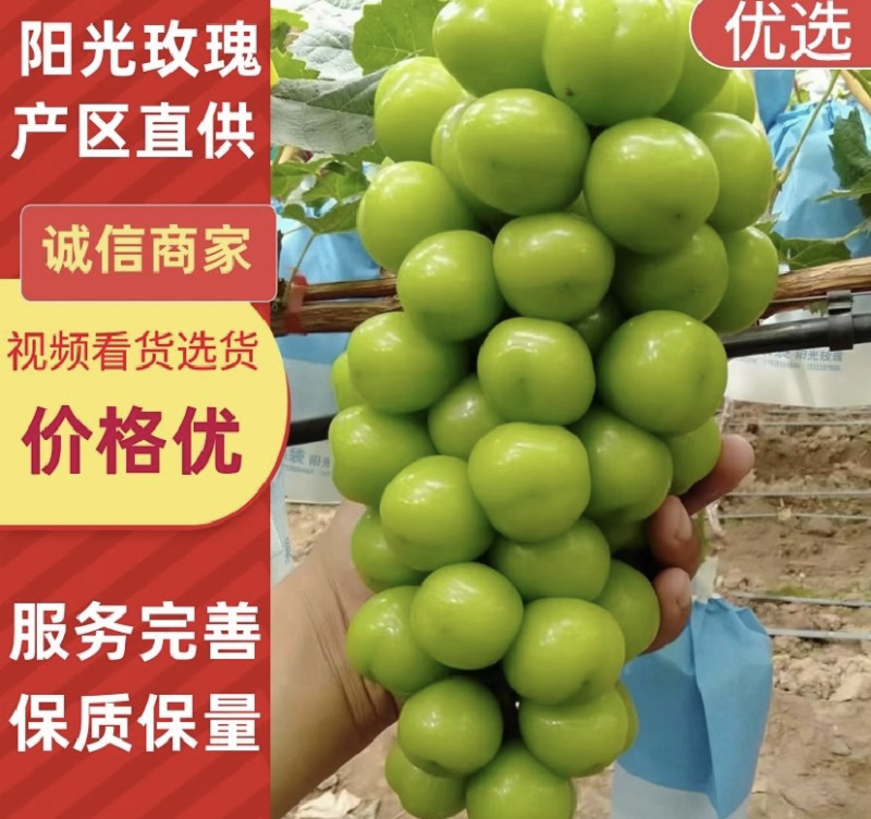 运城阳光玫瑰量大从优诚信经营