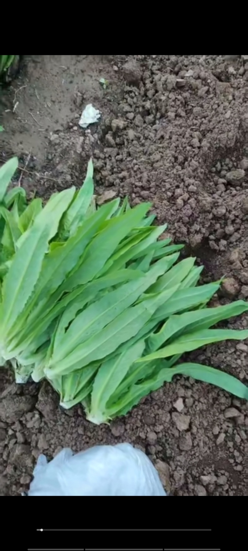 油麦菜，新菜出货，产地直销，一手货源，对接全国