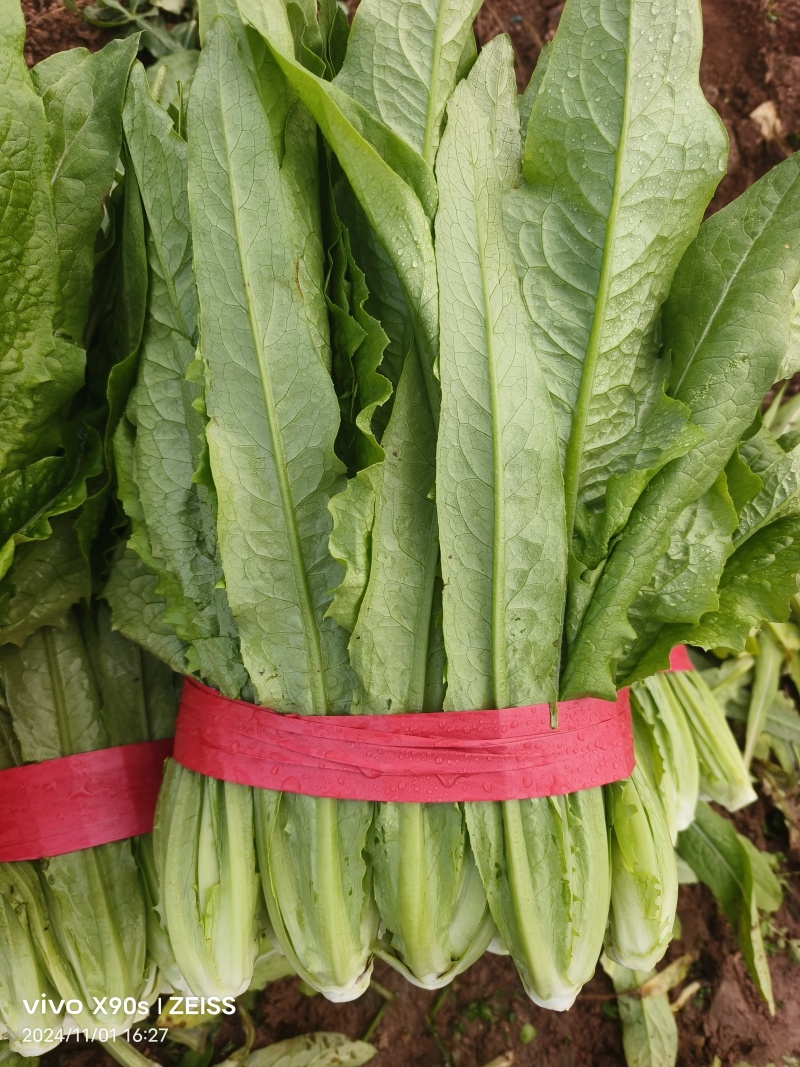 油麦菜，新菜出货，产地直销，一手货源，对接全国