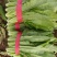 油麦菜，新菜出货，产地直销，一手货源，对接全国