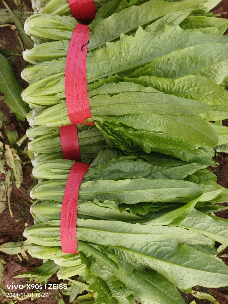油麦菜，新菜出货，产地直销，一手货源，对接全国
