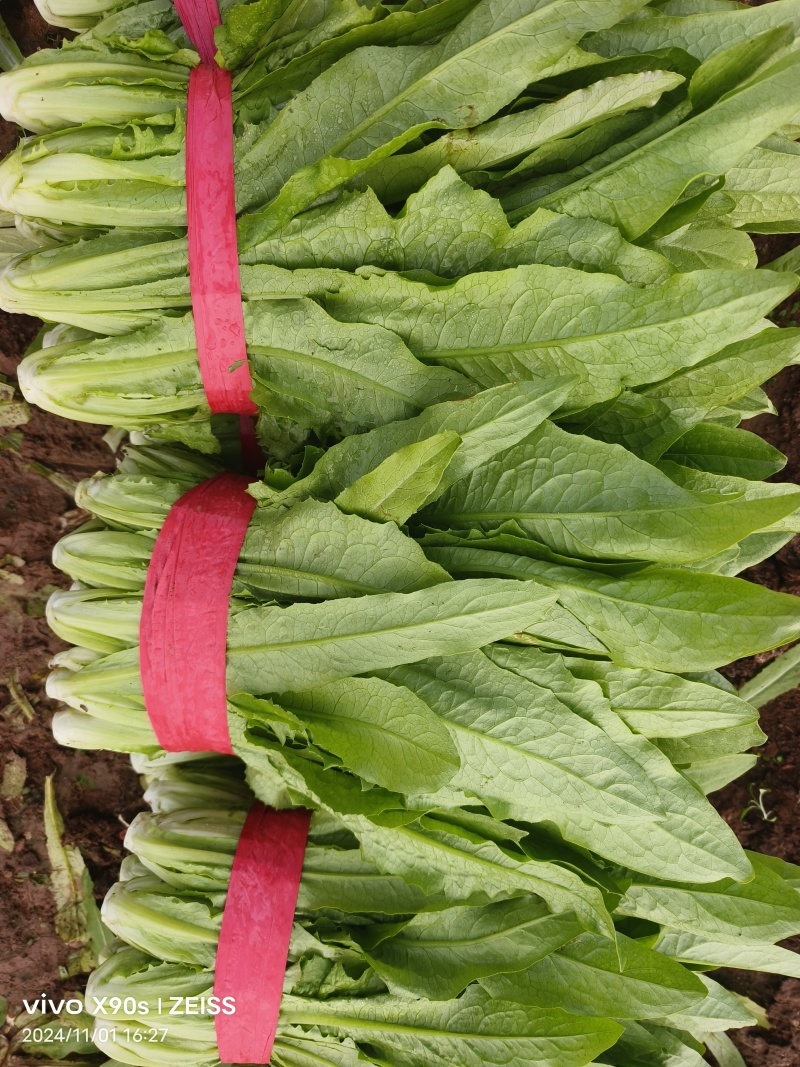油麦菜，新菜出货，产地直销，一手货源，对接全国