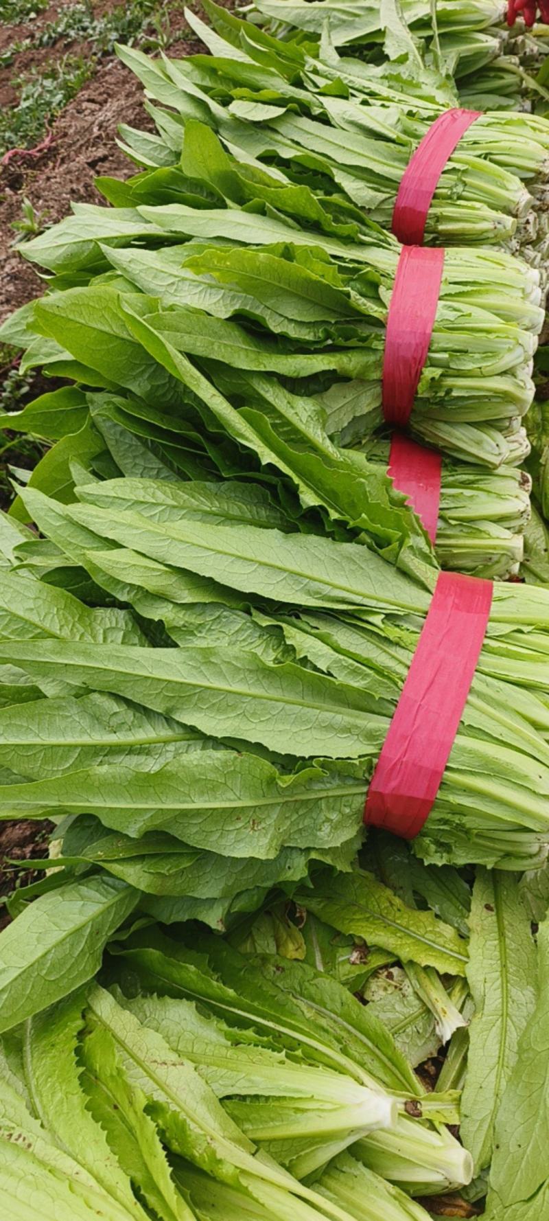 油麦菜，新菜出货，产地直销，一手货源，对接全国