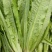 油麦菜，新菜出货，产地直销，一手货源，对接全国