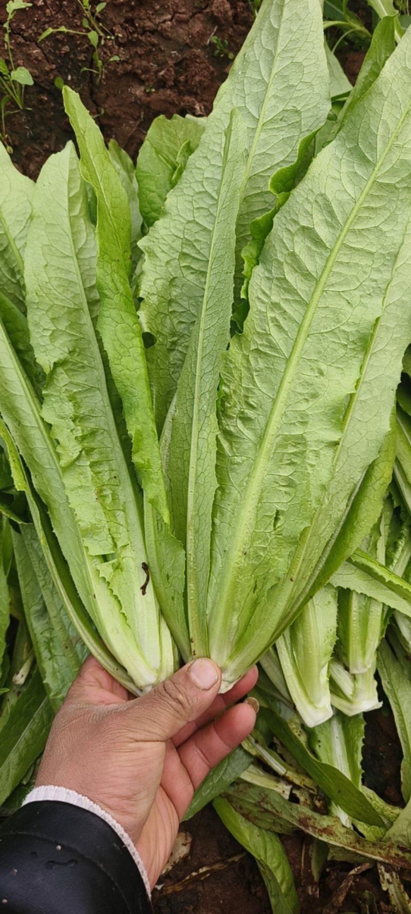 油麦菜，新菜出货，产地直销，一手货源，对接全国