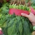 菠菜