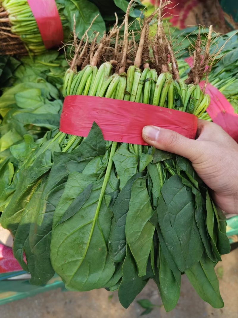 菠菜