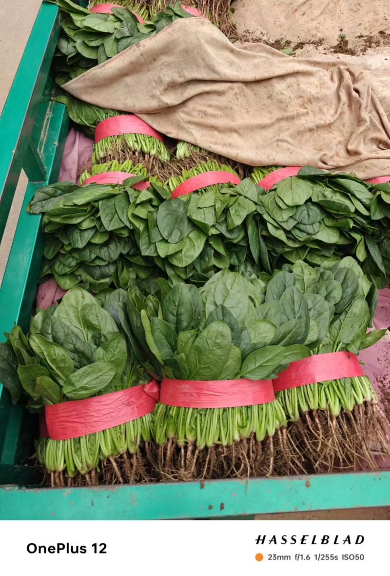 菠菜