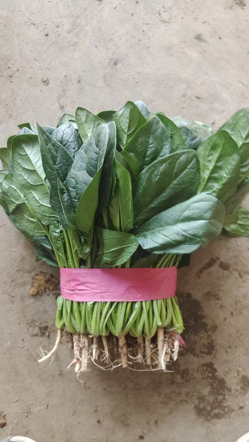 菠菜
