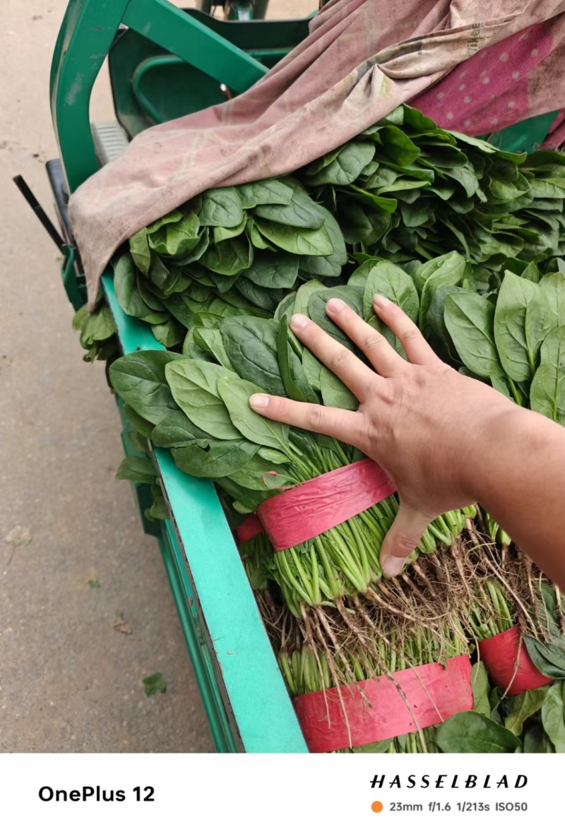 菠菜