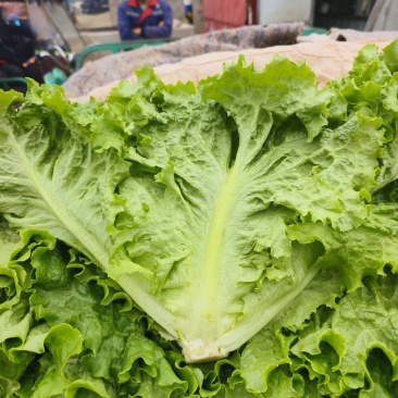 生菜新菜上市大商超品质全国供应欢迎选购咨询