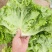 生菜新菜上市大商超品质全国供应欢迎选购咨询