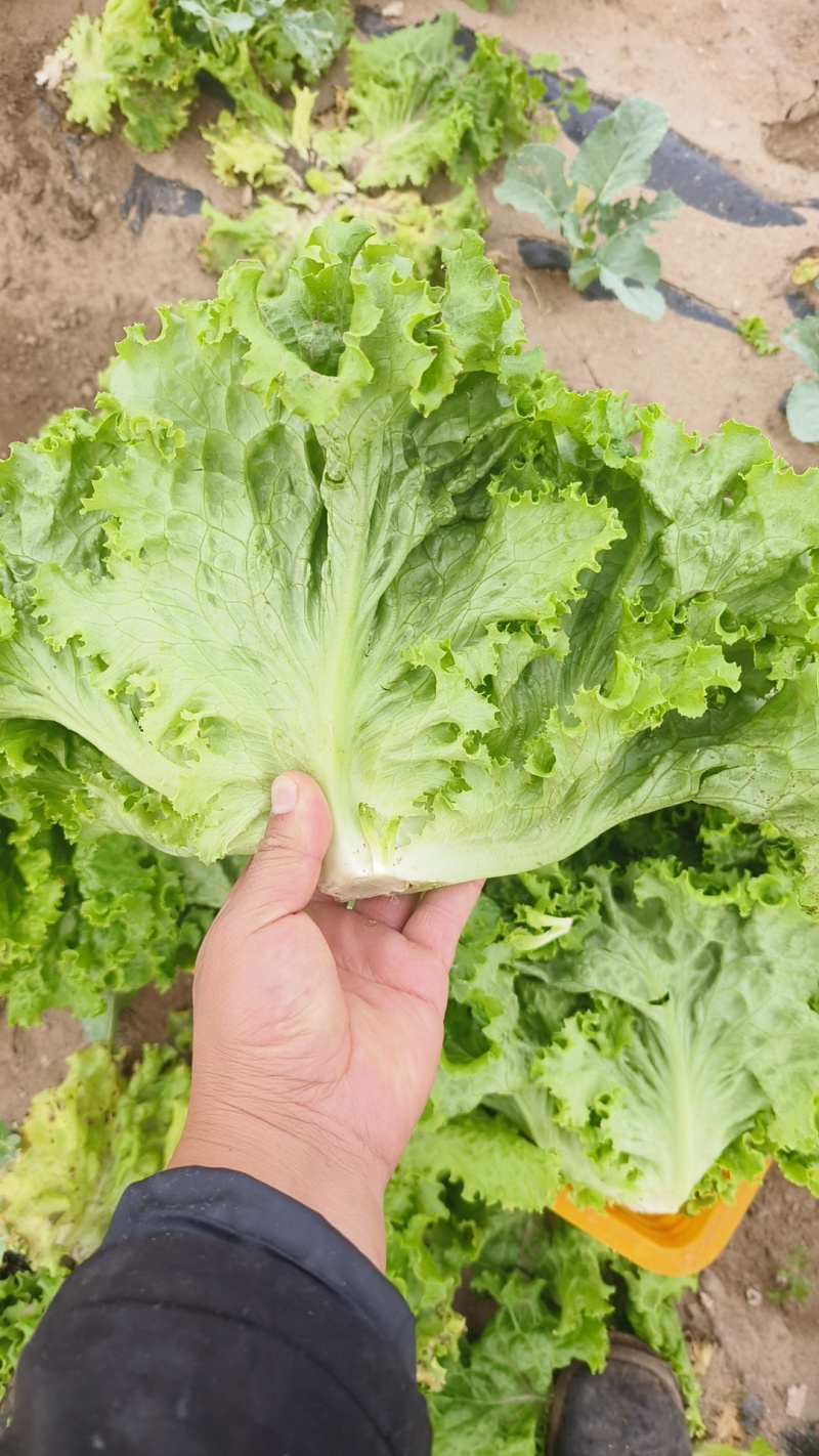 生菜新菜上市大商超品质全国供应欢迎选购咨询