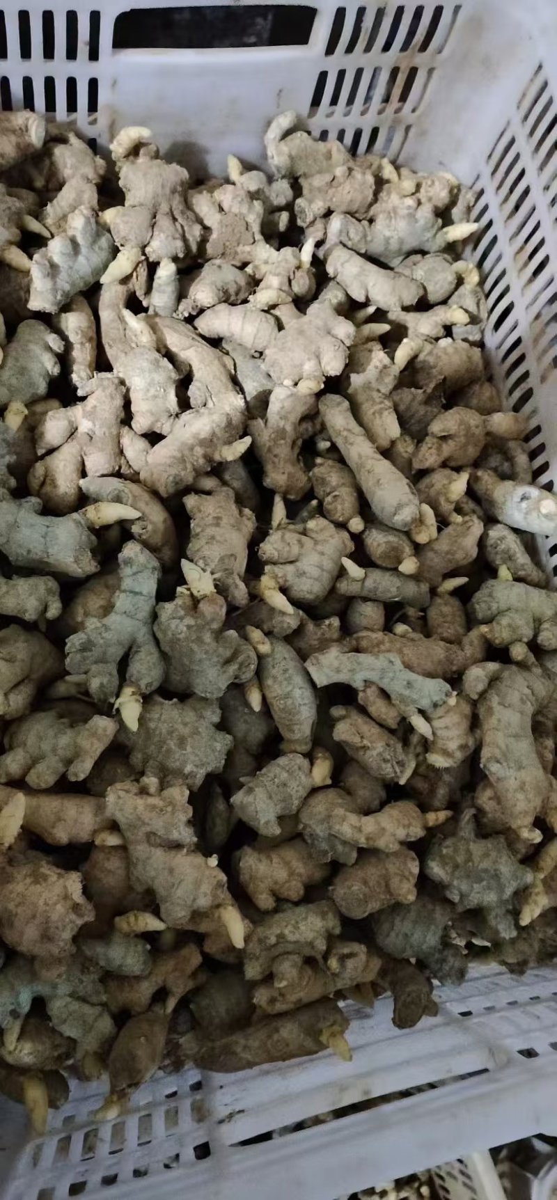 老姜母山东生姜产地一手货源，出芽率高品质高，可视频看货