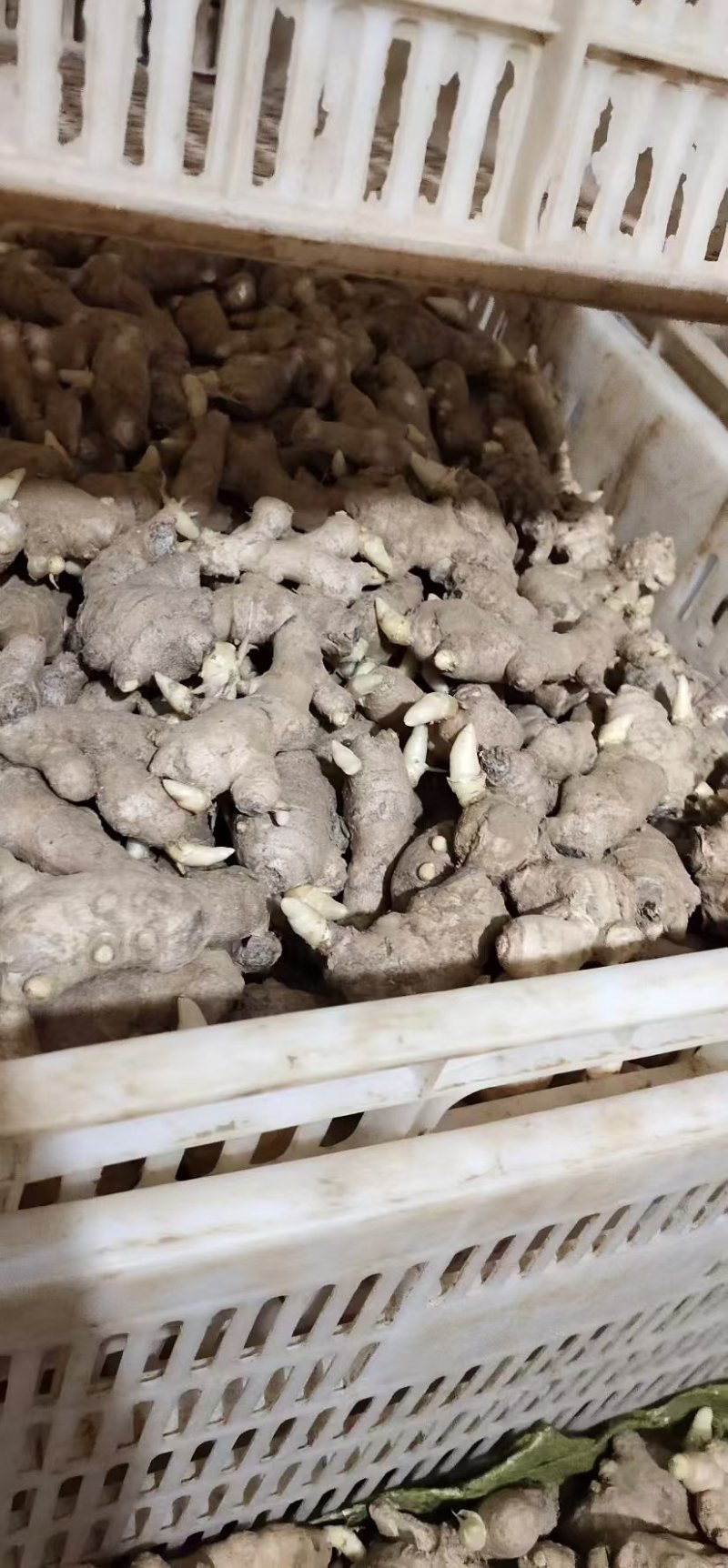老姜母山东生姜产地一手货源，出芽率高品质高，可视频看货