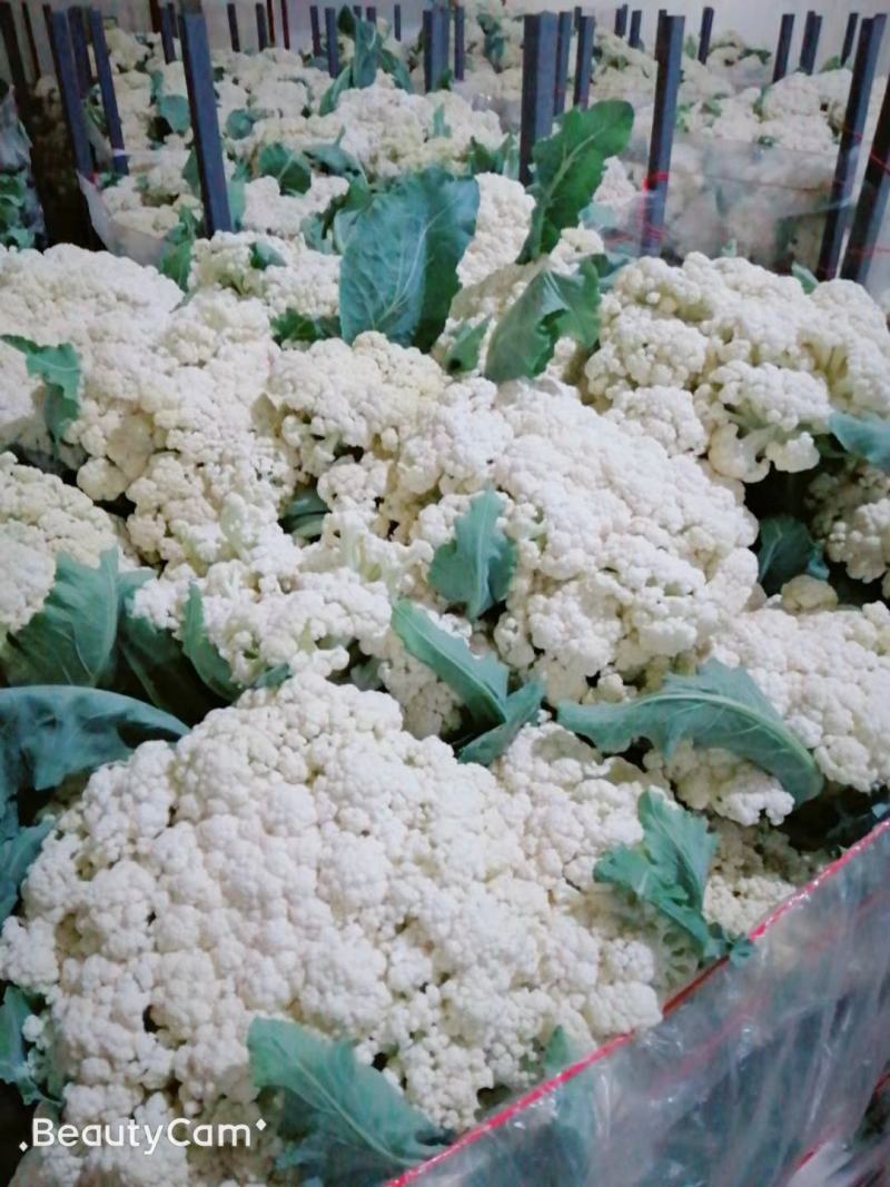 河北邯郸松花菜产地发货一手货源批发品质保证价格美丽