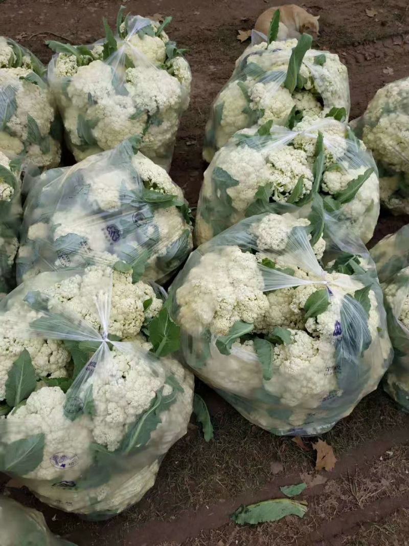 河北邯郸松花菜产地发货一手货源批发品质保证价格美丽