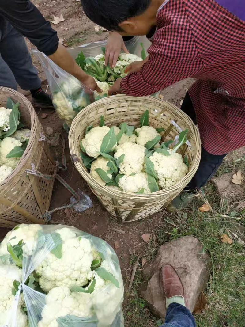 河北邯郸松花菜产地发货一手货源批发品质保证价格美丽