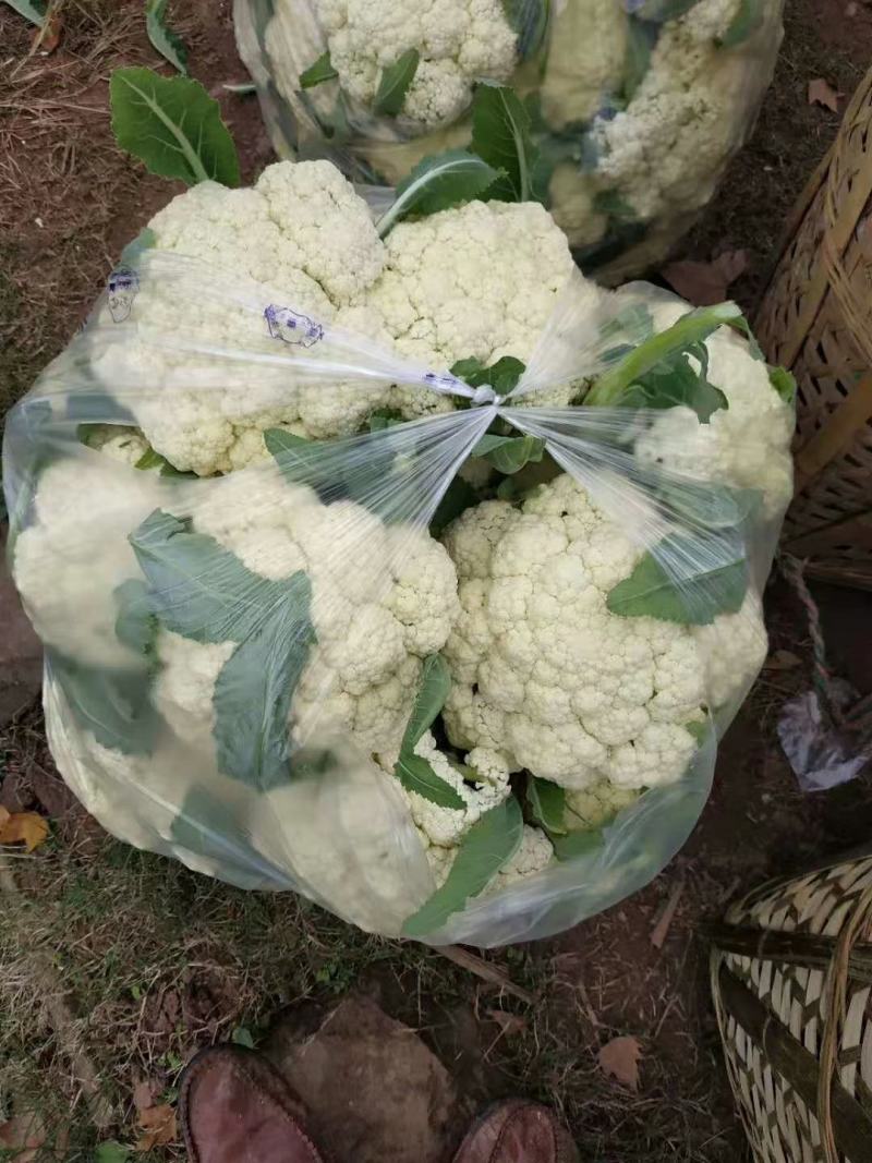 河北邯郸松花菜产地发货一手货源批发品质保证价格美丽