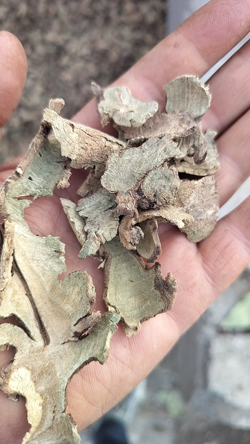产地一手货源常年大货供应香茶菜根