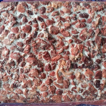 鸡肺