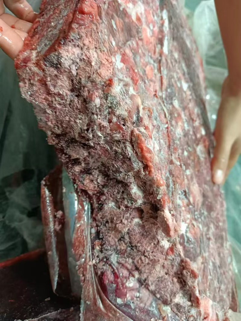 鸡肺