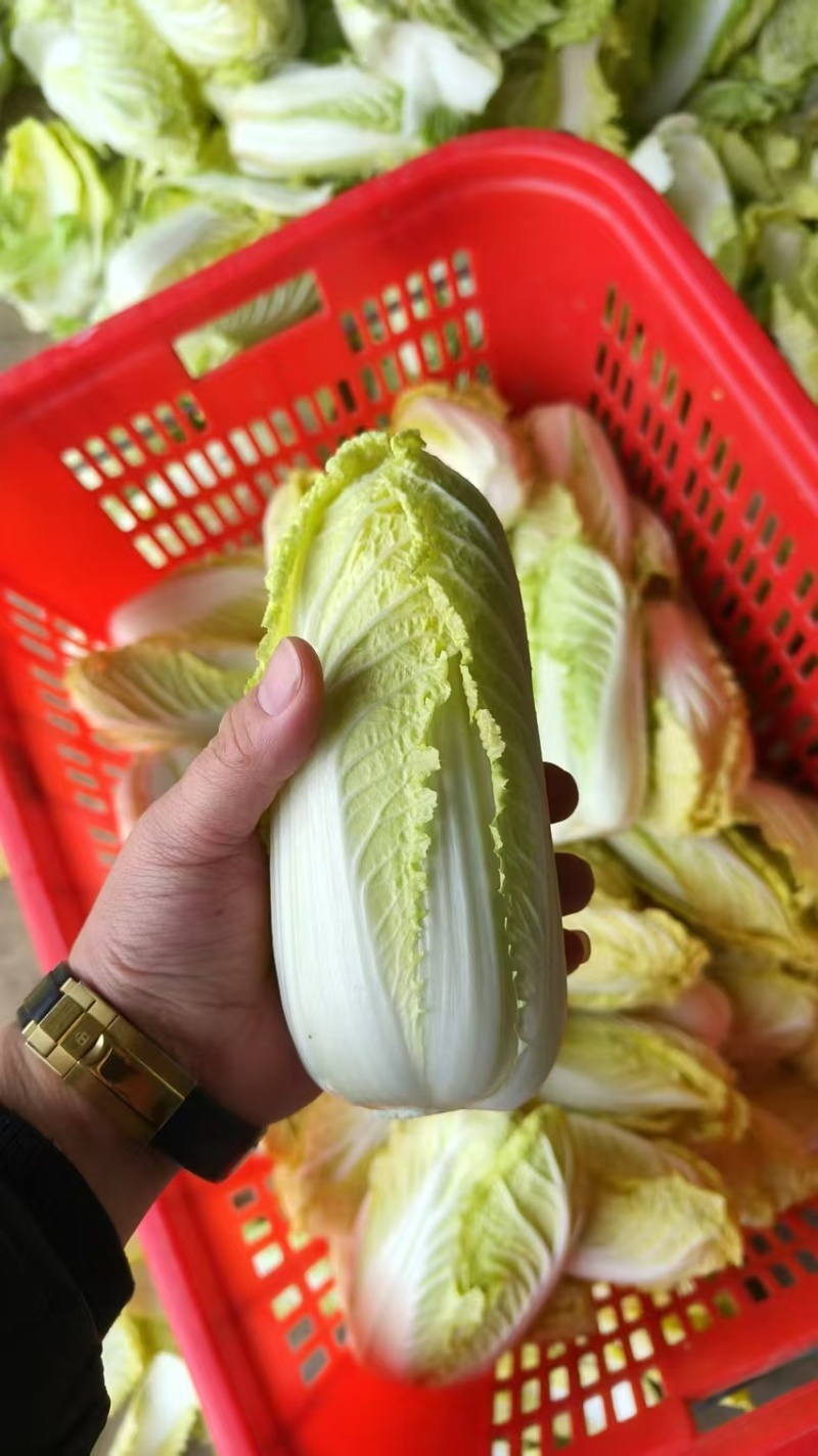 湖北宜城精品娃娃菜，大量供应中，价格不高，质量保证！！