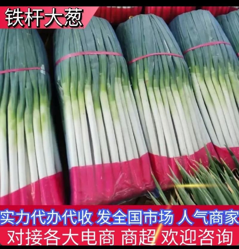 山西大葱大量从优代发诚信经营上市