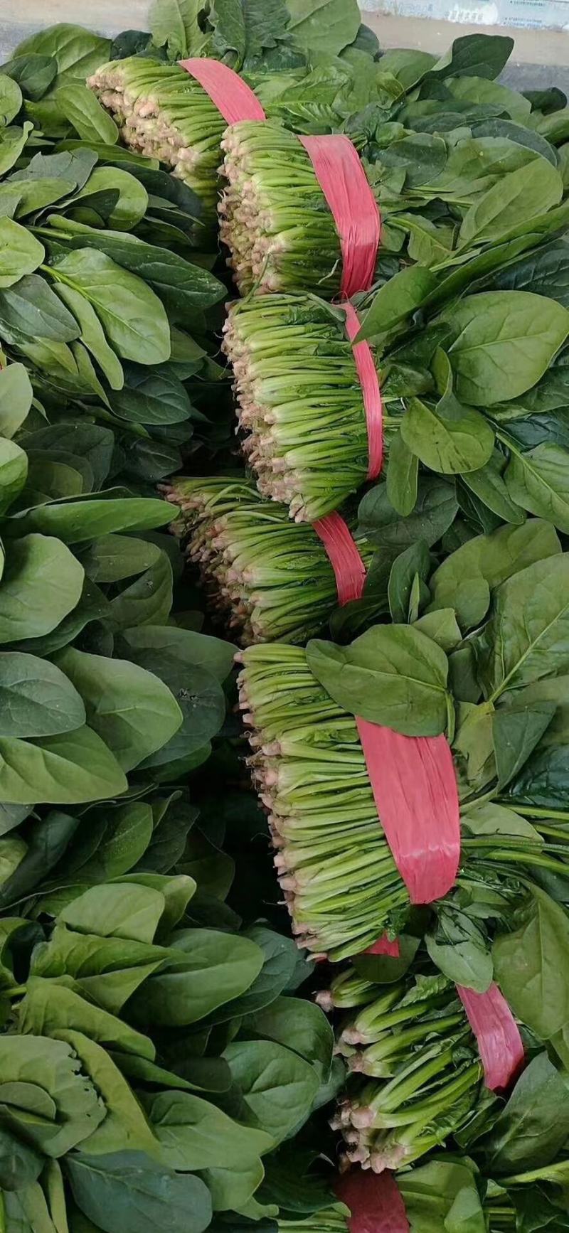 河北邯郸永年区大叶菠菜产地发货一手货源批发品质保证价格美