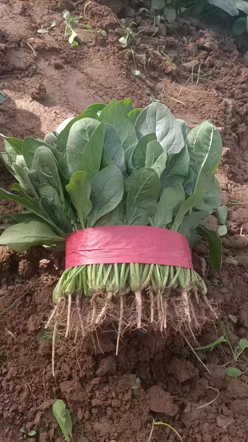 河北邯郸永年区大叶菠菜产地发货一手货源批发品质保证价格美