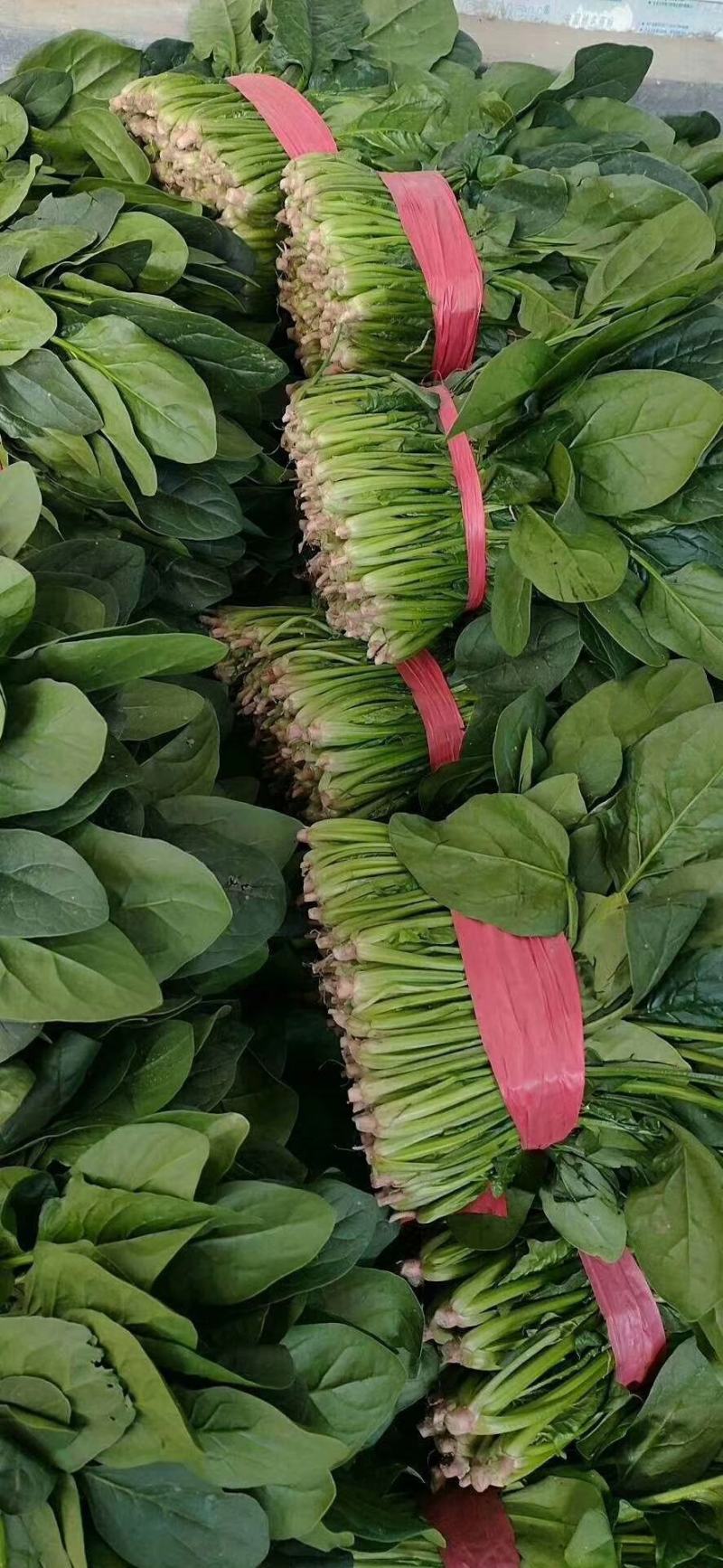 河北邯郸永年区大叶菠菜产地发货一手货源批发品质保证价格美