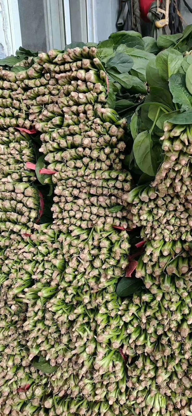 河北邯郸永年区大叶菠菜产地发货一手货源批发品质保证价格美