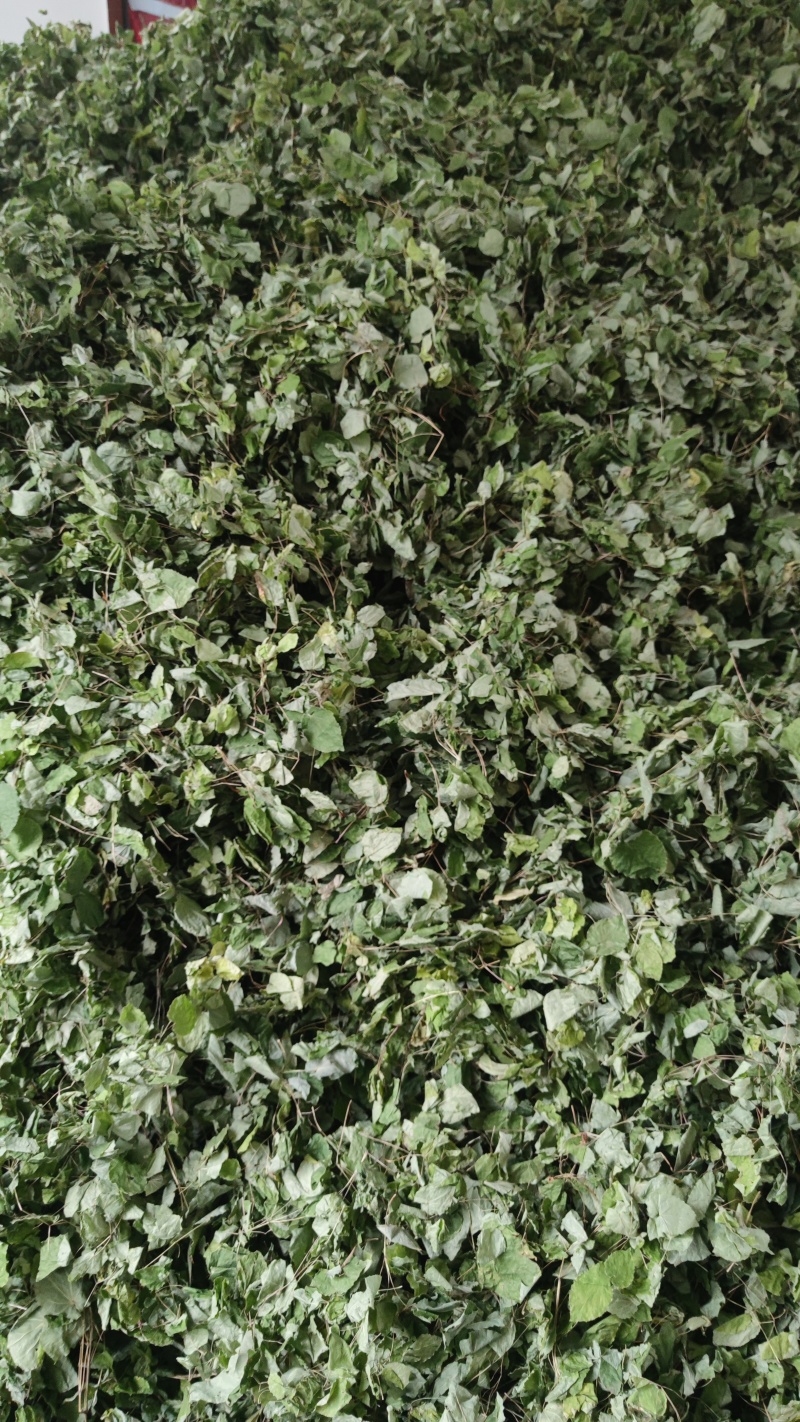 正宗甘肃心形小圆叶淫羊藿