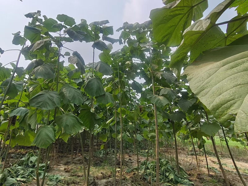 泡桐树苗成年苗基地现挖现发成活高保证正品量大优惠代发